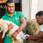 Campanha de Vacinação Antirrábica de Cães e Gatos segue na sede e orla de Camaçari